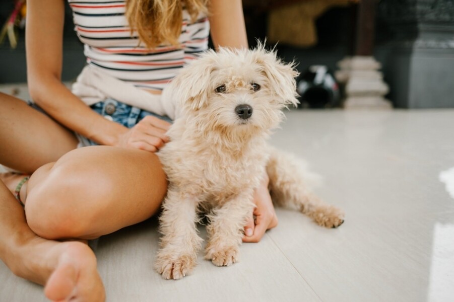 porto-seguro-e-petlove-anunciam-alianca-no-segmento-pet-e-lancam-a-portopet