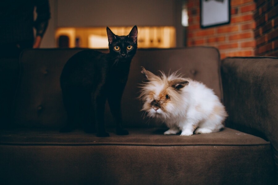 insurtech-passa-a-aceitar-pets-como-dependentes-em-servico-de-saude-familiar