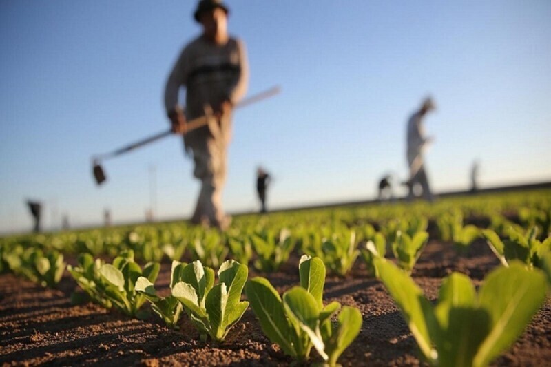 agricultores-nao-devem-perder-prazo-de-aviso-de-sinistro