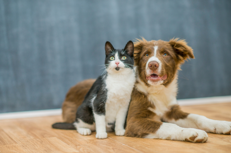 setor-pet-defende-ans-veterinaria-para-regular-planos-de-saude-animal