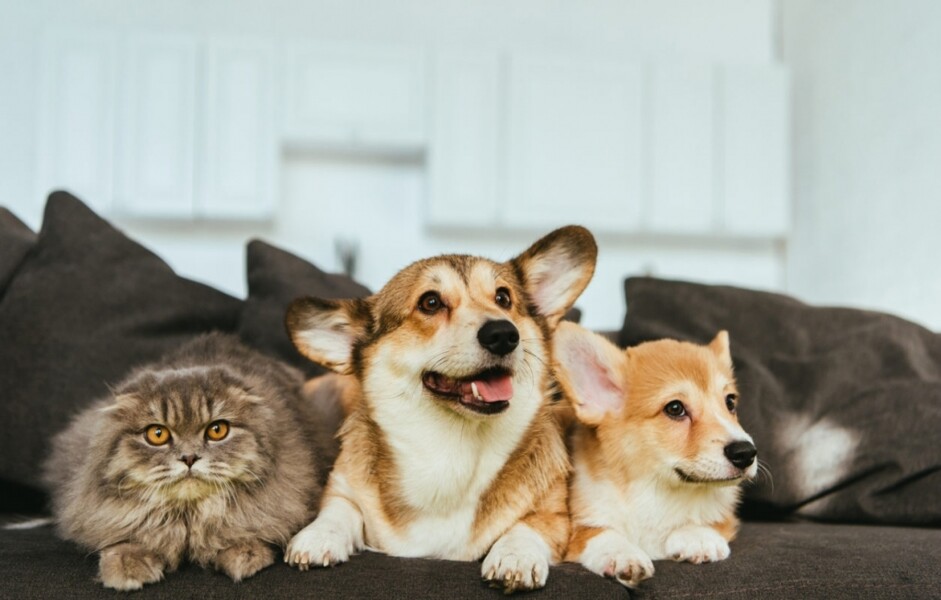 mercado-de-seguros-para-pets-preve-crescimento-bilionario-nos-proximos-anos