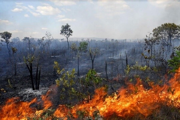 riscos-ambientais-so-no-mes-novembro-o-termo-crime-ambiental-teve-alta-de-77-na-procura-no-buscador-google